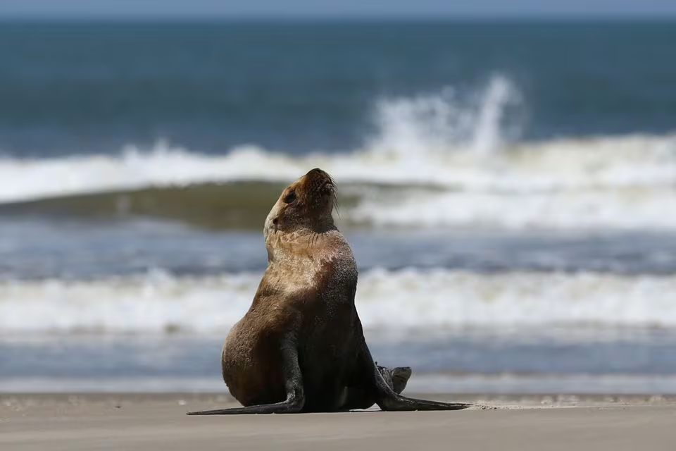 sxedon-xilies-fokies-sea-lions-nekra-birdflu-2_city.png