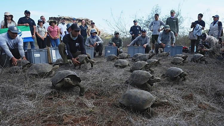 tortoises3.jpg