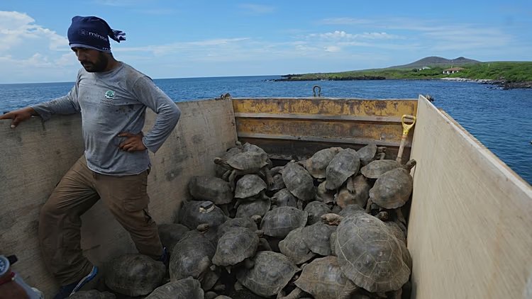 tortoises4.jpg
