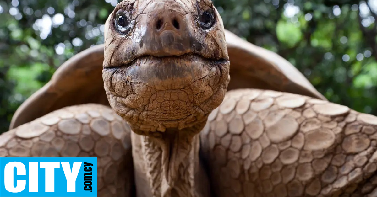 &Gamma;&iota;&gamma;ά&nu;&tau;&iota;&epsilon;&sigmaf; &chi;&epsilon;&lambda;ώ&nu;&epsilon;&sigmaf; &epsilon;&pi;έ&sigma;&tau;&rho;&epsilon;&psi;&alpha;&nu; &sigma;&epsilon; &nu;&eta;&sigma;ί &tau;&omega;&nu; &Gamma;&kappa;&alpha;&lambda;&alpha;&pi;ά&gamma;&kappa;&omicron;&sigmaf;, &mu;&epsilon;&tau;ά &alpha;&pi;ό &sigma;&chi;&epsilon;&delta;ό&nu; 200 &chi;&rho;ό&nu;&iota;&alpha;