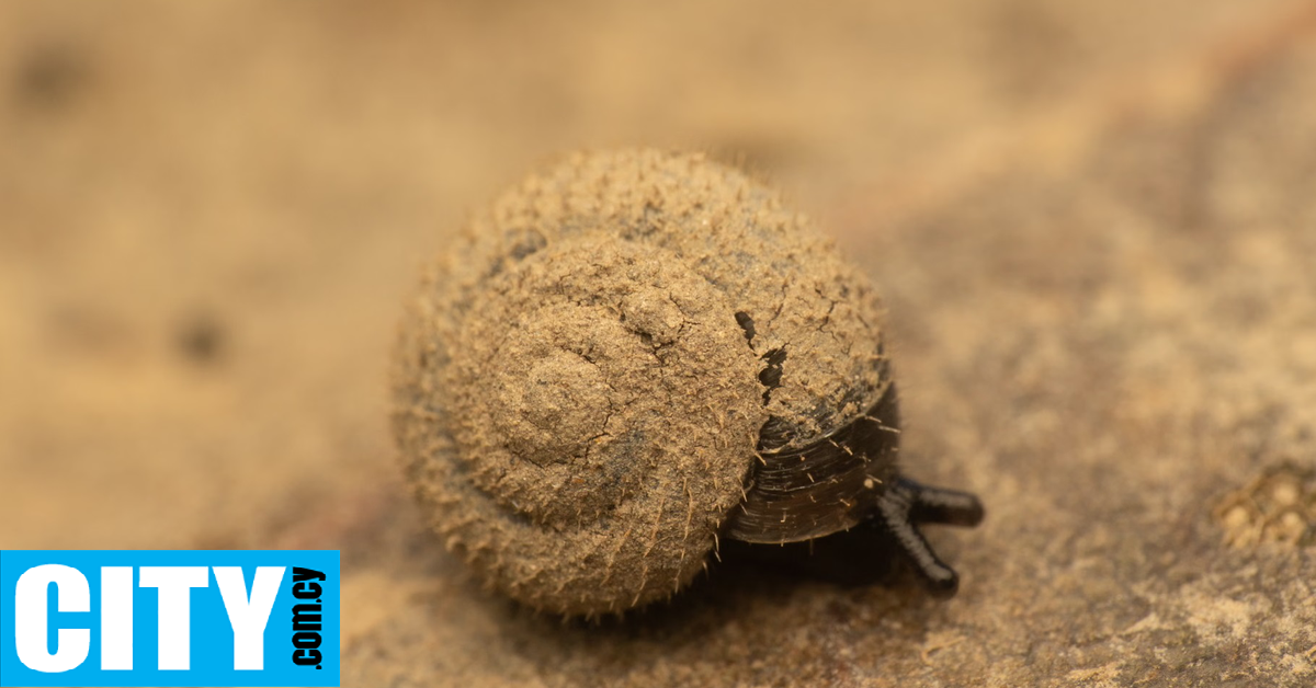 Στο Λονδίνο έχει στηθεί μια μεγάλη επιχείρηση για εντοπισμό… ενός σπάνιου, τριχωτού σαλιγκαριού
