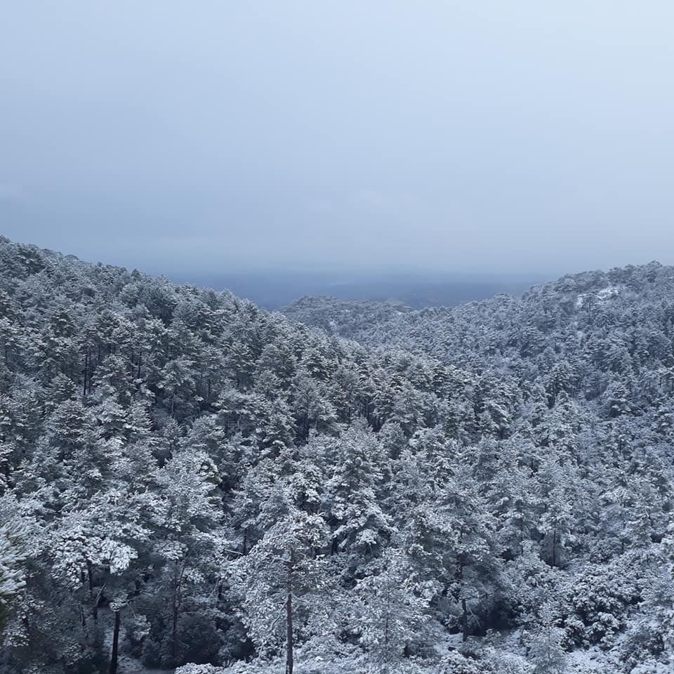 troodos - Κάλλια Χατζηκωσνταντά Ιερείδου.jpg