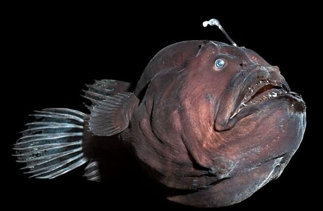 ugly-anglefish.jpg
