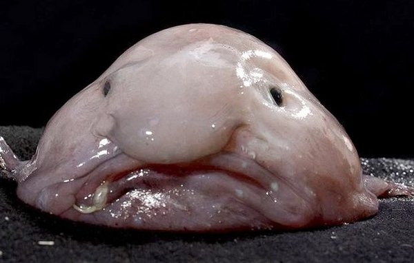 uglyblofishfish.jpg
