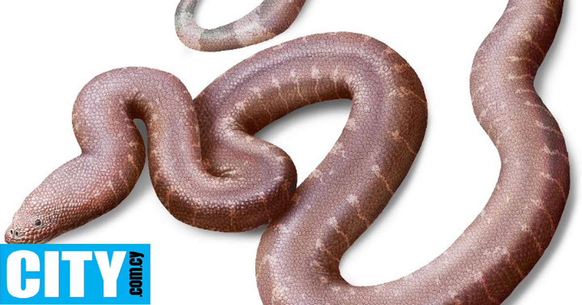 Έλληνας παλαιοντολόγος ανακάλυψε ένα νέο είδος προϊστορικού φιδιού