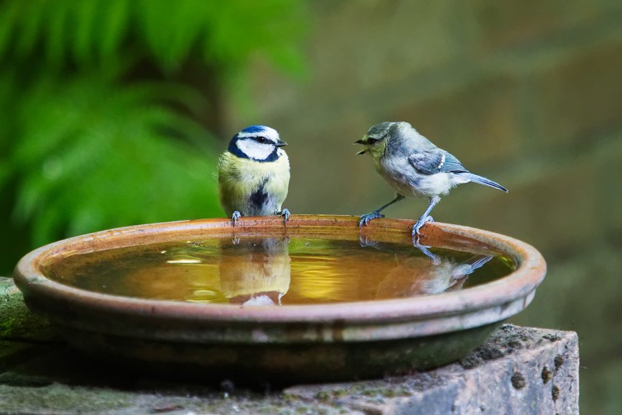 what-makes-a-good-bird-bath.jpg