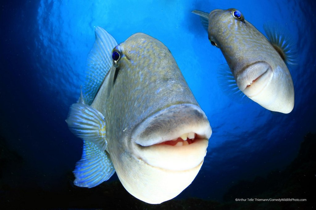 winner-of-underwater-category_arthur-telle-thiemann_say-cheeeese_city.jpg