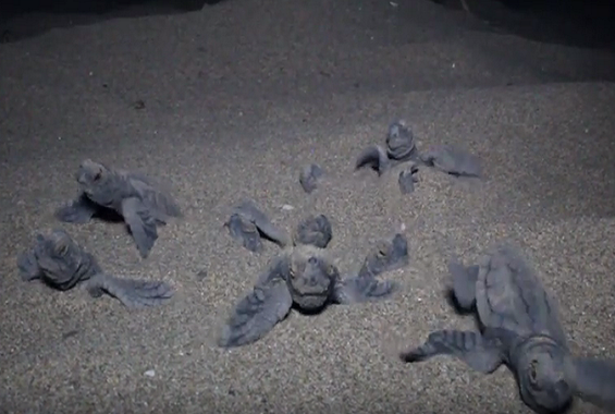 χελώνα σεξ βίντεο μεγάλο πουλί και οι αποδιαγωνισμοί