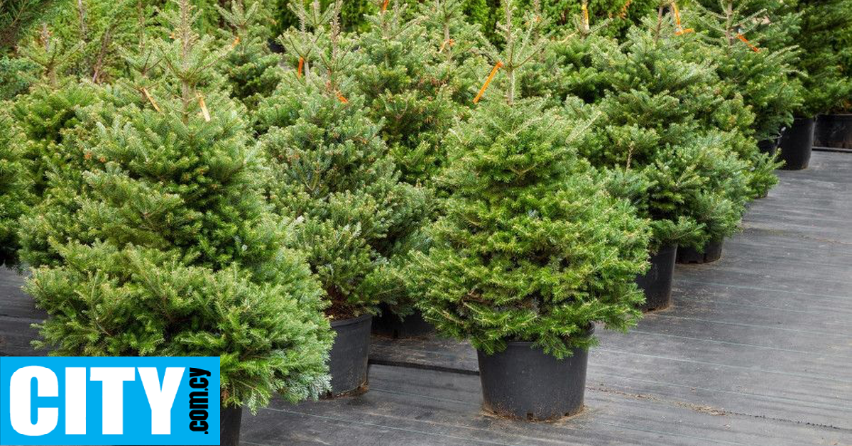 Αρχίζει η πώληση Χριστουγεννιάτικων δέντρων από το Τμήμα Δασών